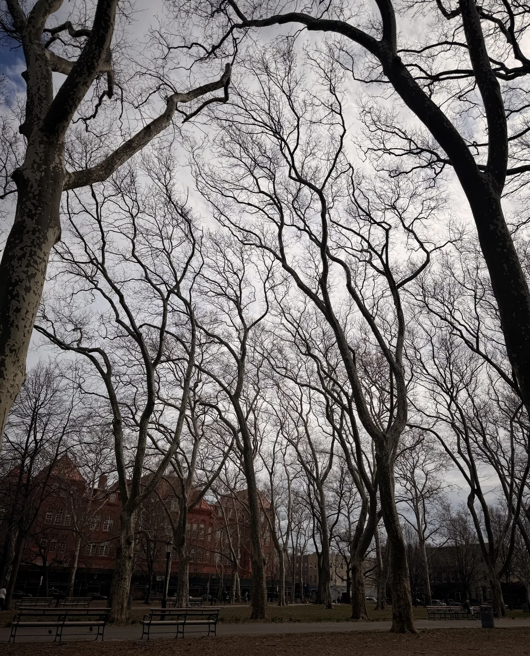 Bare trees reaching into a cloudy winter sky